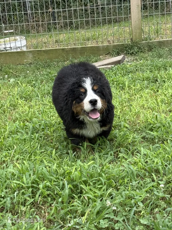 Hannah  – Bernese Mountain Dog puppy for sale in Success, MO