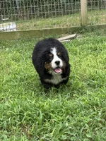 Hannah , a female Bernese Mountain Dog for sale in Success, MO – 1 of 10