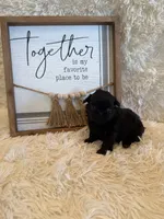 Andrea, a female Shih Tzu for sale in Success, MO – 8 of 10
