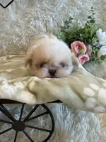 Brook, a male Shih Tzu for sale in Success, MO – 5 of 10
