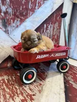 Freddie , a male Shih Tzu for sale in Success, MO – 7 of 10