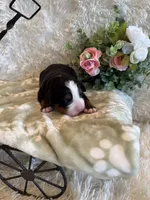 Hannah , a female Bernese Mountain Dog for sale in Success, MO – 9 of 10