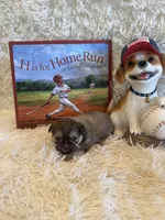 Elise , a female Shih Tzu for sale in Success, MO – 9 of 10