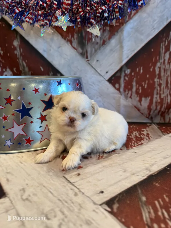 Delilah – Shih Tzu puppy for sale in Success, MO