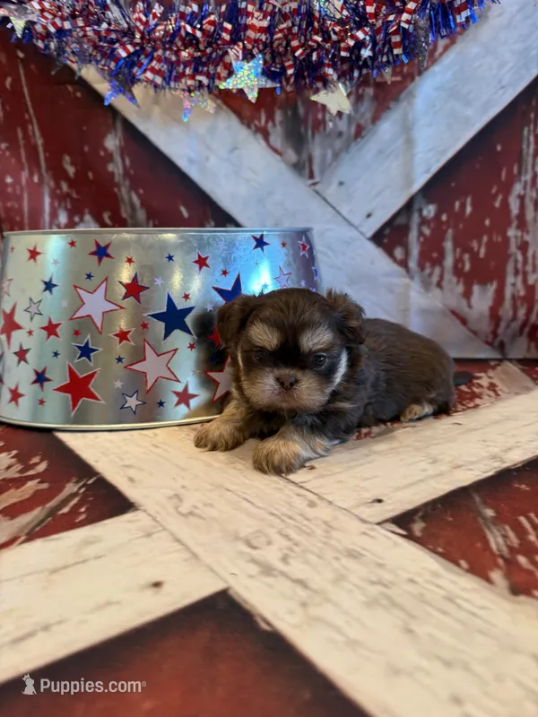 Brayden  – Shih Tzu puppy for sale in Success, MO