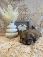 Elise , a female Shih Tzu for sale in Success, MO – 2 of 10
