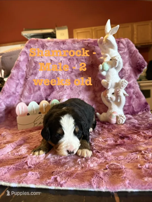 Shamrock – Bernese Mountain Dog puppy for sale in Success, MO