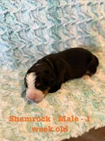 Shamrock, a male Bernese Mountain Dog for sale in Success, MO – Photo 1 of 2
