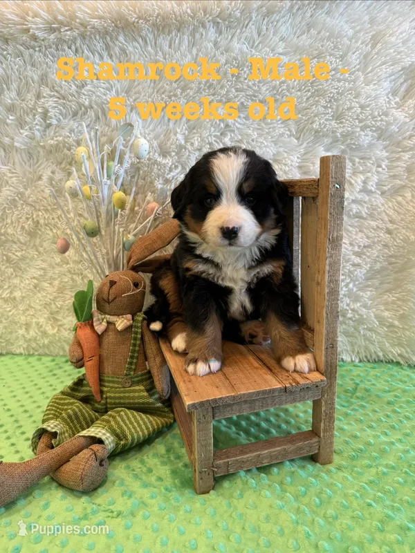 Shamrock – Bernese Mountain Dog puppy for sale in Success, MO