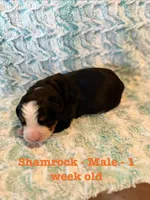 Shamrock, a male Bernese Mountain Dog for sale in Success, MO – Photo 2 of 2