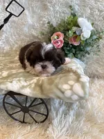 Sailor , a male Shih Tzu for sale in Success, MO – 3 of 10