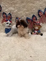 Sailor , a male Shih Tzu for sale in Success, MO – 6 of 10