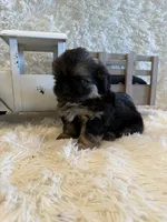 Oakley, a male Shih Tzu for sale in Success, MO – 8 of 10