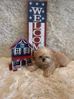 Reed, a male Shih Tzu for sale in Success, MO – 2 of 10