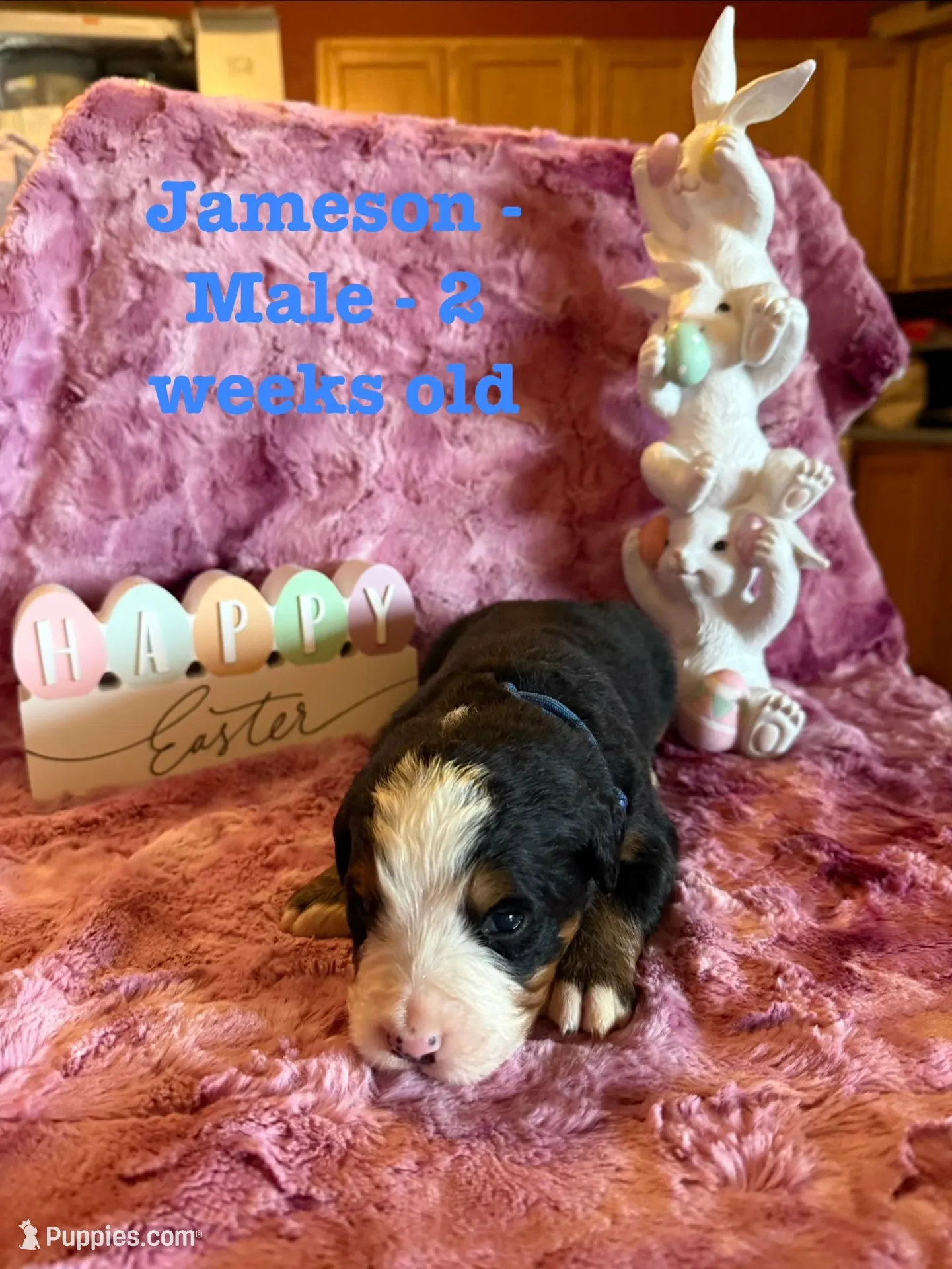 Jameson, a male Bernese Mountain Dog for sale in Success, MO – Photo 10 of 10