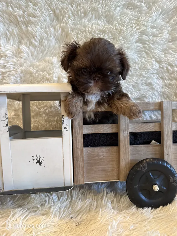 Asher – Shih Tzu puppy for sale in Success, MO