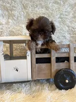 Asher, a male Shih Tzu for sale in Success, MO – 8 of 10