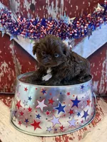Belle, a female Shih Tzu for sale in Success, MO – 3 of 10