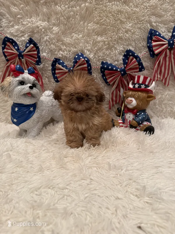 Sparrow – Shih Tzu puppy for sale in Success, MO