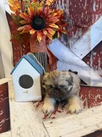 Adriana, a female Shih Tzu for sale in Success, MO – 5 of 10
