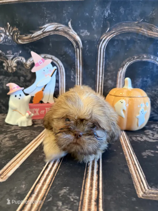 Freddie  – Shih Tzu puppy for sale in Success, MO