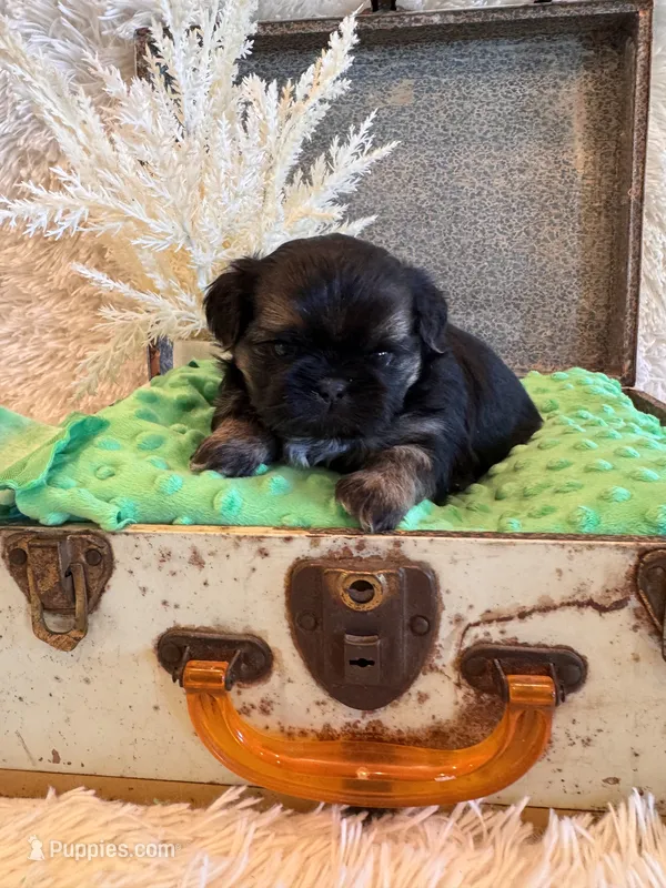 Oakley – Shih Tzu puppy for sale in Success, MO
