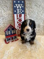 Hannah , a female Bernese Mountain Dog for sale in Success, MO – 2 of 10