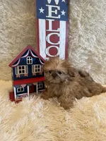 Sparrow, a male Shih Tzu for sale in Success, MO – 3 of 10
