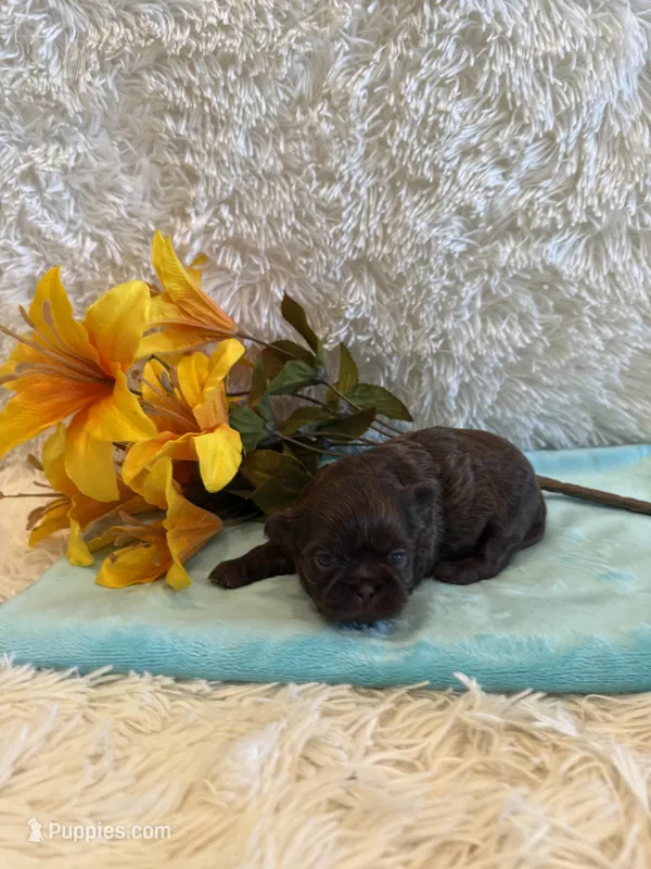 Cal – Shih Tzu puppy for sale in Success, MO