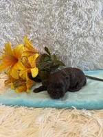 Cal, a male Shih Tzu for sale in Success, MO – 1 of 6