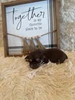 Brayden , a male Shih Tzu for sale in Success, MO – 8 of 8