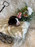 Hannah , a female Bernese Mountain Dog for sale in Success, MO – 8 of 10
