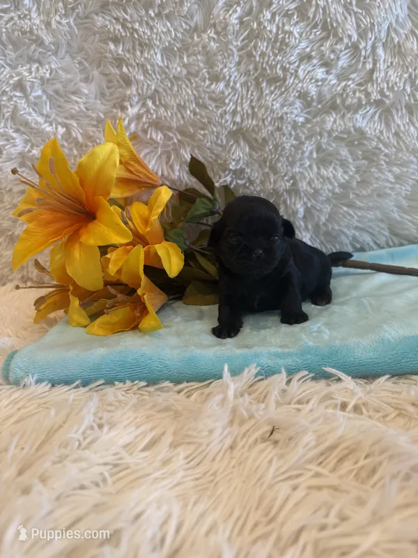 Andrea – Shih Tzu puppy for sale in Success, MO