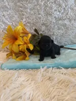 Andrea, a female Shih Tzu for sale in Success, MO – 1 of 5