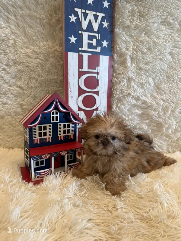 Sparrow – Shih Tzu puppy for sale in Success, MO