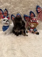 Oakley, a male Shih Tzu for sale in Success, MO – 6 of 10
