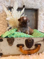 Finch, a male Shih Tzu for sale in Success, MO – 8 of 10