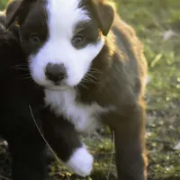 Comet, a male Australian Shepherd for sale in Pindall, AR – Photo 2 of 3