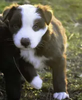 processed/70617385-1b80-473c-ae93-9d810de2721c/listing/cf1d5882-1b99-4230-9923-bfb84049804c/03a5d0d9-09a0-4d20-9b1c-1d96dff2eb30