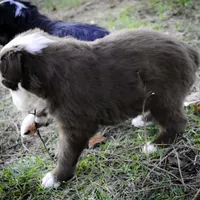 Comet, a male Australian Shepherd for sale in Pindall, AR – Photo 3 of 3
