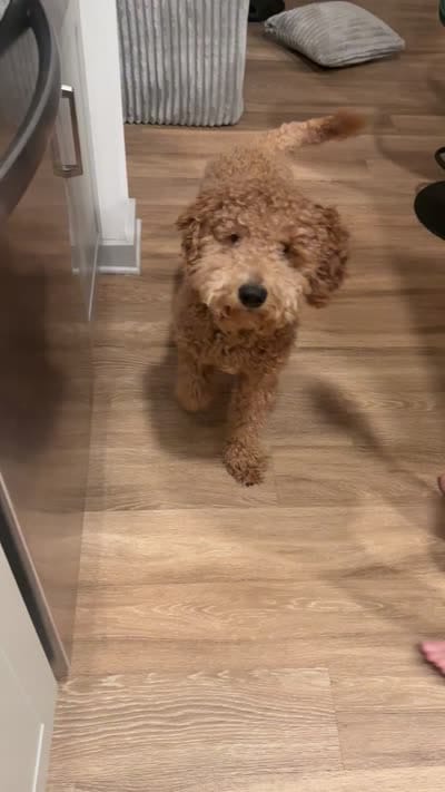  Bruno, a male Goldendoodle for sale in Roanoke, TX – 4 of 4