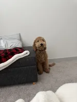  Bruno, a male Goldendoodle for sale in Roanoke, TX – 3 of 4