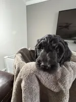 Cameron, a male Goldendoodle for sale in Vineland, NJ – Photo 2 of 2