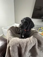 Cameron, a male Goldendoodle for sale in Vineland, NJ – Photo 1 of 2