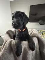 Angus, a male Goldendoodle for sale in Vineland, NJ – Photo 1 of 2