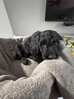 Oisn, a male Goldendoodle for sale in Vineland, NJ – Photo 2 of 2