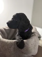 Nola, a female Goldendoodle for sale in Vineland, NJ – Photo 2 of 2