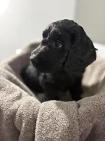 Nola, a female Goldendoodle for sale in Vineland, NJ – Photo 1 of 2