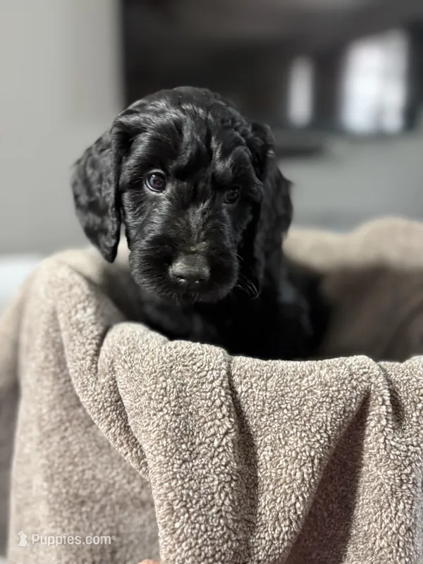 Murphy  – Goldendoodle puppy for sale in Vineland, NJ
