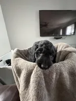 Keeva, a female Goldendoodle for sale in Vineland, NJ – Photo 1 of 2